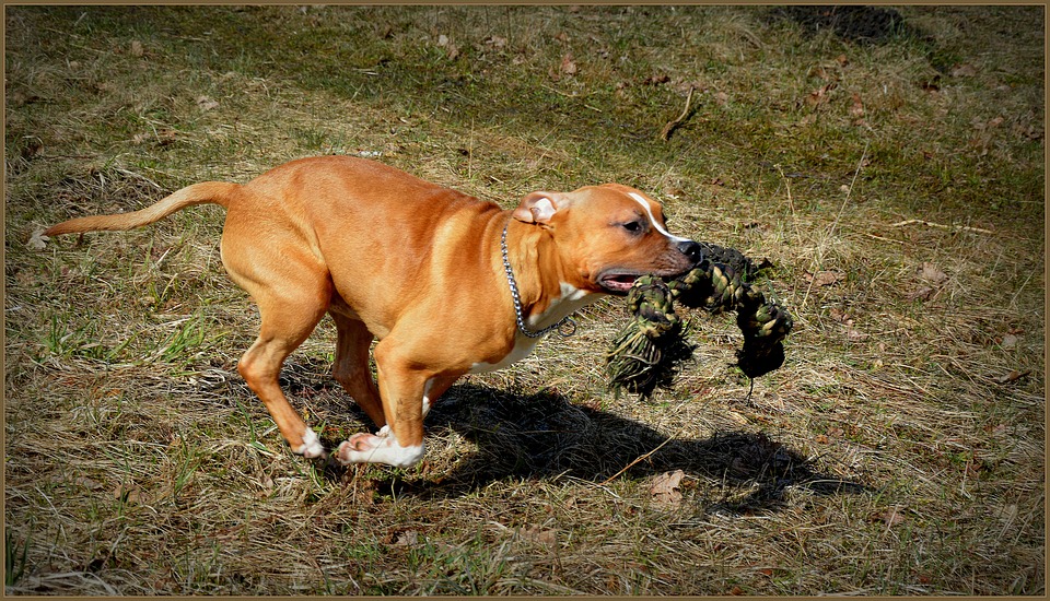 Animal-Dog-Amstaff-Staffordshire-Staffy-Pet-2314931.jpg